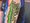 Ein grünes temporäres Tattoo eines Drachen, das an einem Oberarm sitzt. Der Drache, der dem Pokémon Rayquaza ähnelt, hat schwarze Konturen und rote Akzente am Kopf. Die Person trägt ein dunkelblaues Shirt mit einem Galaxien-Print.